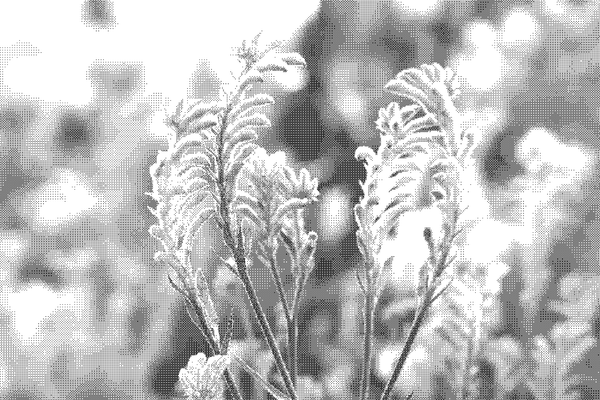 close up of flowers, out of focus background, in niigata, japan, pixelated thumbnail