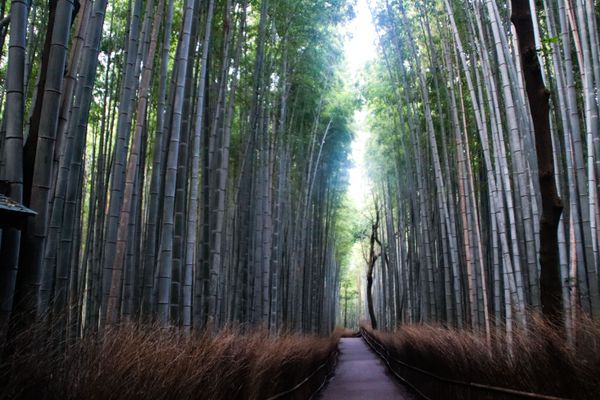 a walkway through a bamboo forest with light leaking through a crack in the trees, thumbnail