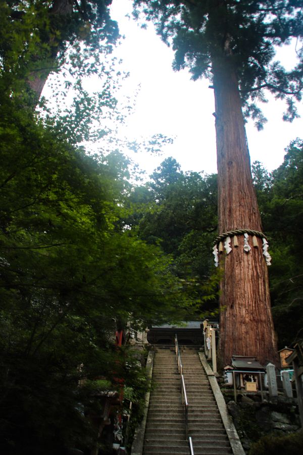 a stone stairway with a tall pine tree wrapped in traditional shinto rope, thumbnail