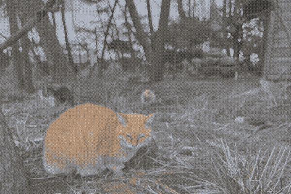 orange cat, two cats inn background, lightly wooded backdrop, pixelated thumbnail
