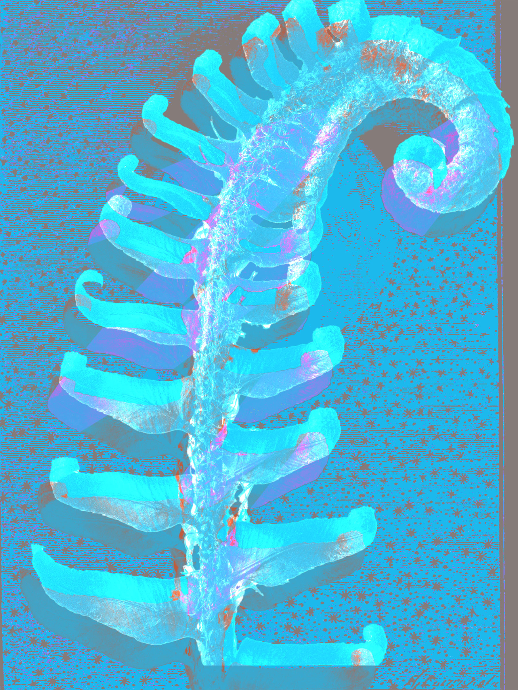 bright blue and pink fern unfurling, digitally altered.